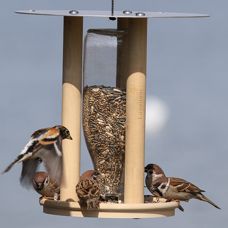Lovenest Feeder
